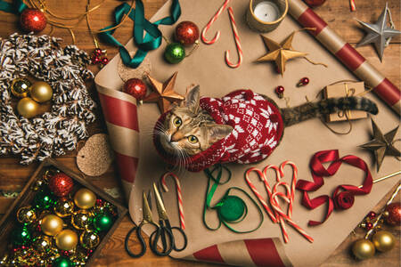 Кот в рождественском свитере