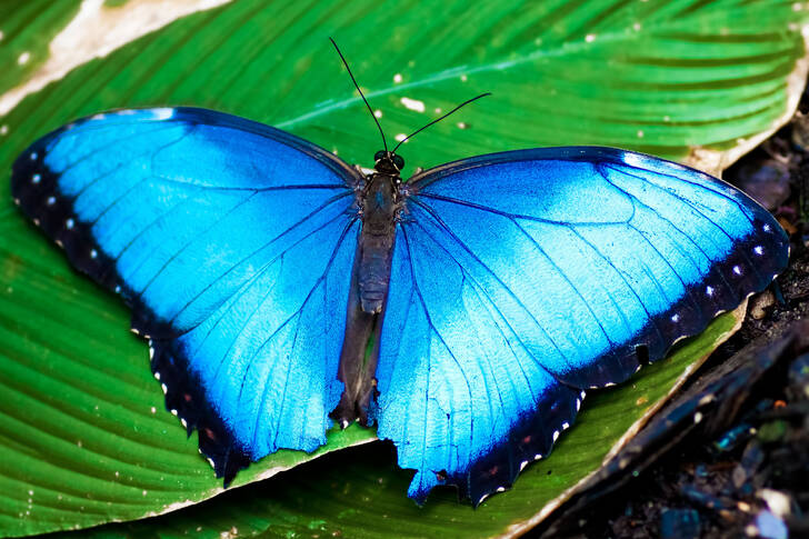 Синій метелик на зеленому листі