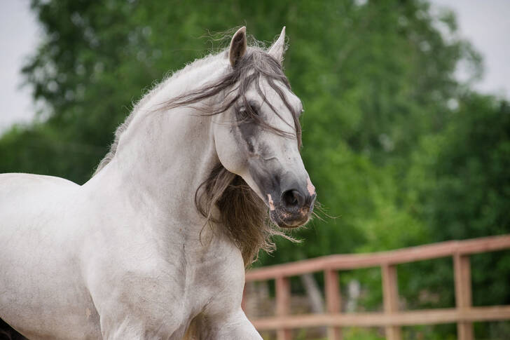 Andalužanski konj