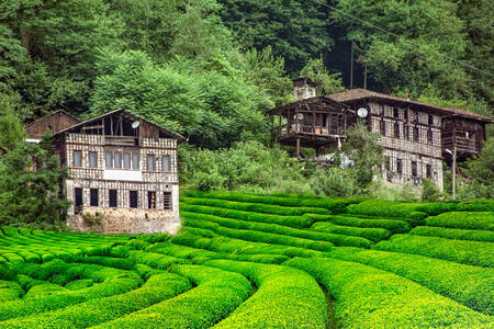 Casas nos campos de chá