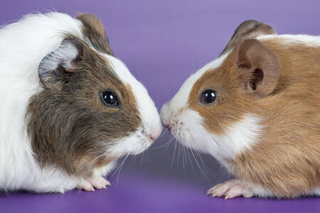 A pair of guinea pigs