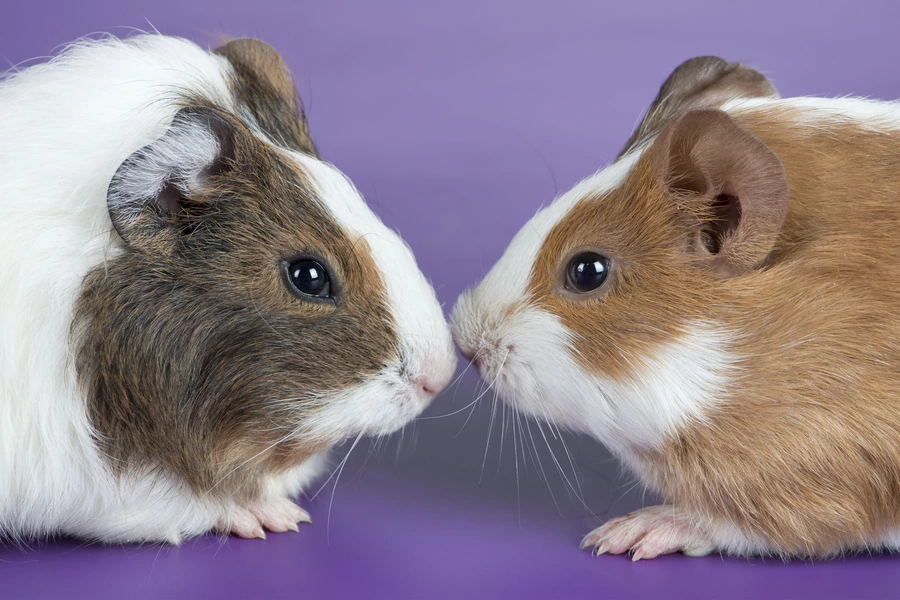 Een koppel cavia's