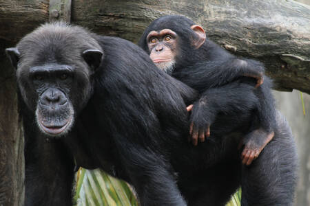 Baby chimpanzee with mother