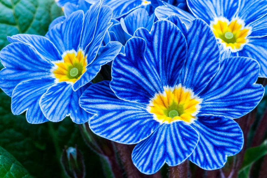 Blauwe sleutelbloemen
