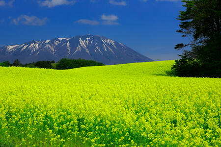 Naturen i Iwate Prefecture