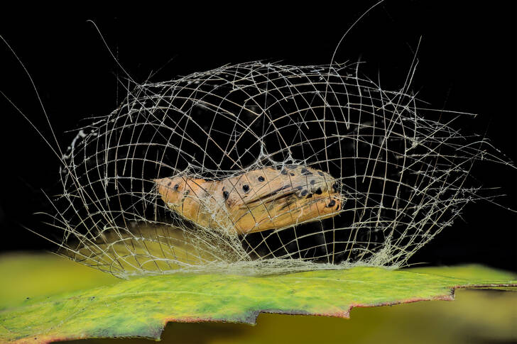 Moth caterpillar