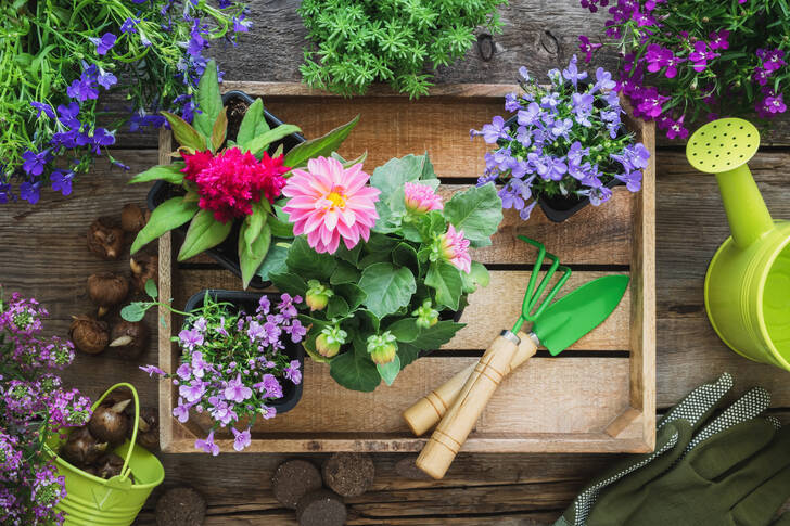 Plantskola av trädgårdsblommor