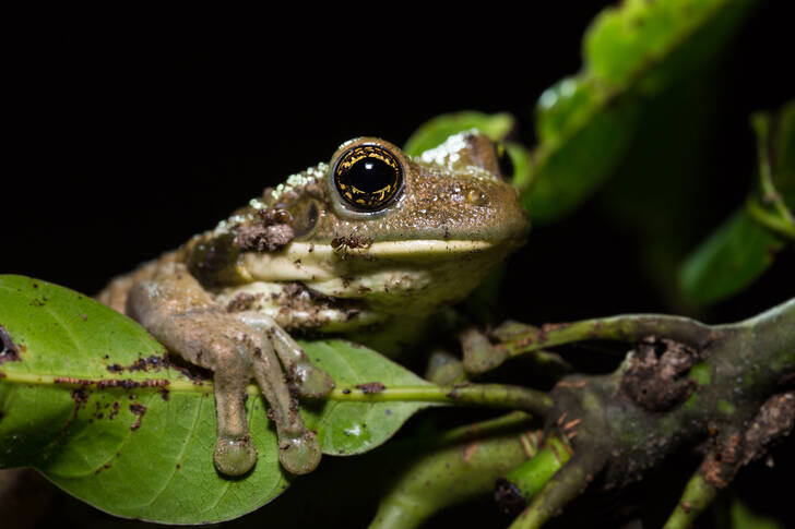 Laubfrosch im Dschungel