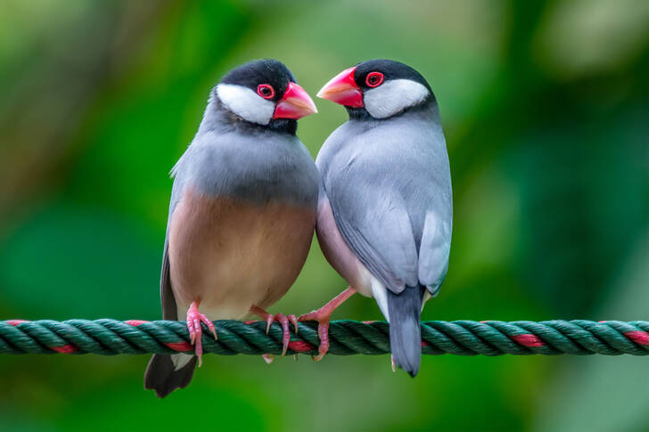 Javan sparrows