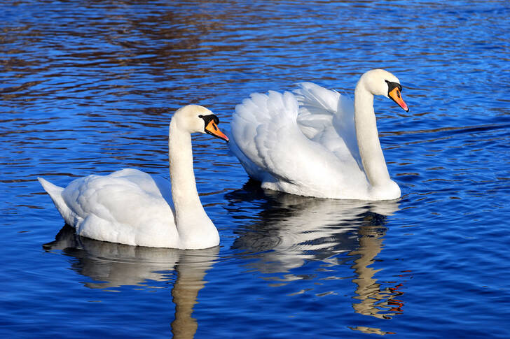 Cisnes