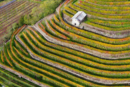 Vignoble en terrasses à Valtellina