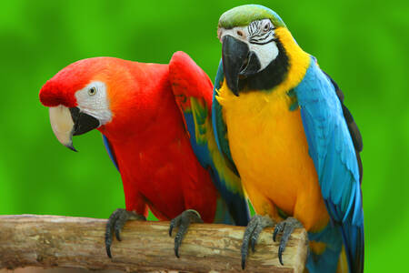 Multicolored macaws