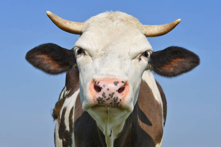 Portrait de vache