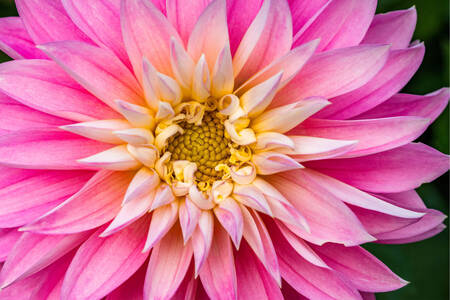 Foto close-up bunga dahlia merah muda