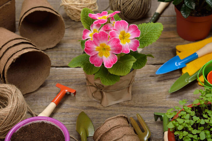 Primula e attrezzi da giardino