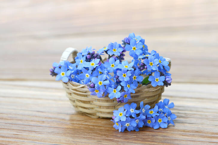 Myosotis dans un panier