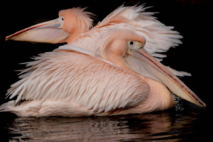 Two pink pelicans