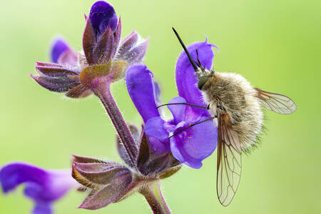 Mouche duveteuse sur une fleur