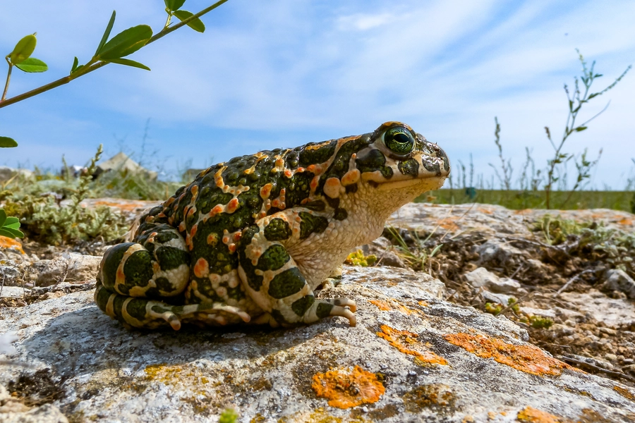 Зелена ропуха на скелі