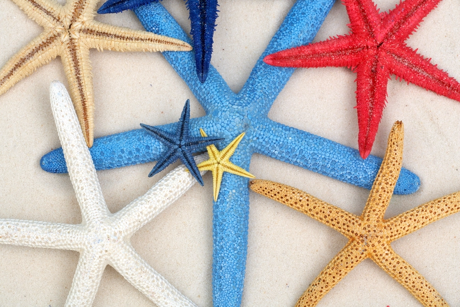 Étoiles de mer sur sable blanc