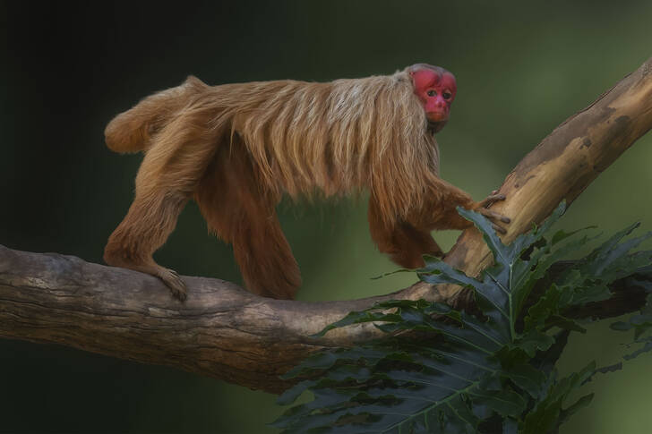 قرد أوكاري الأصلع