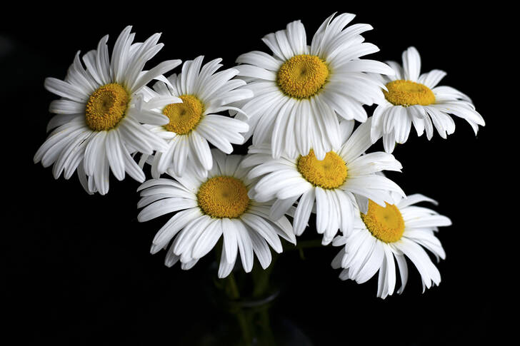 White daisies on a black background