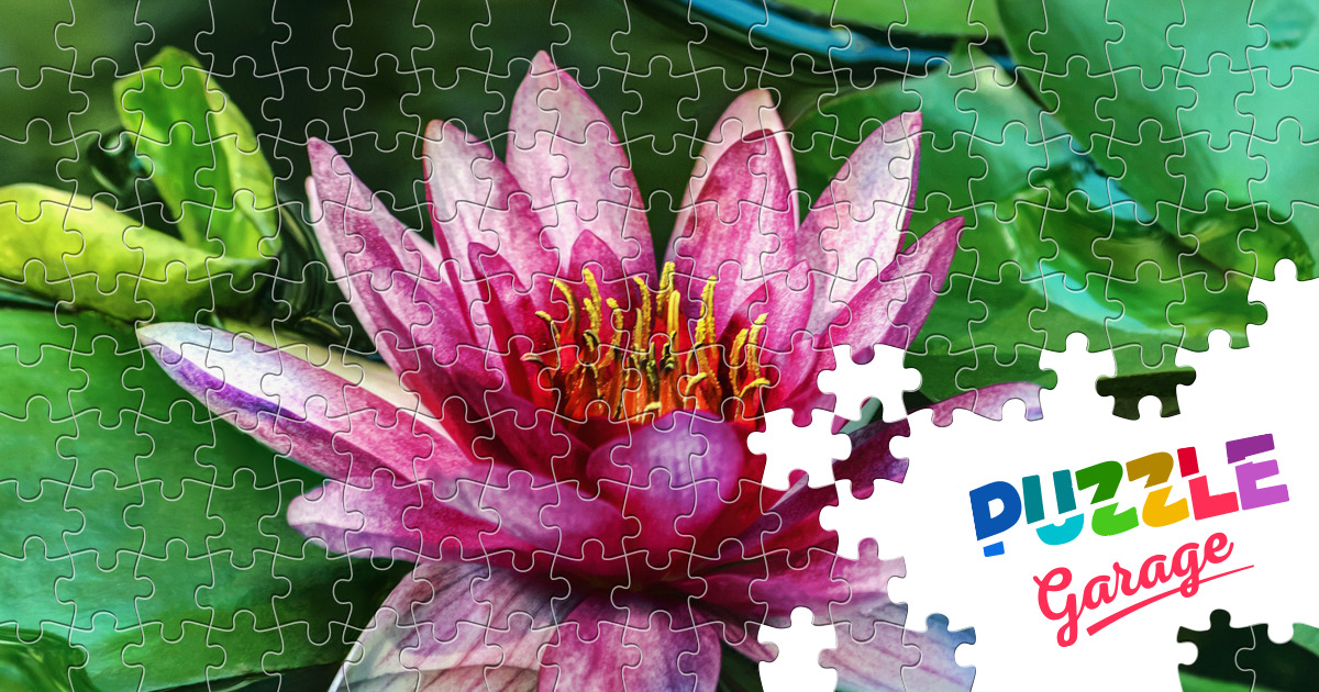 Water lily Jigsaw Puzzle (Plants, Flowers) Puzzle Garage