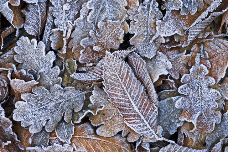 Fallen frosty leaves