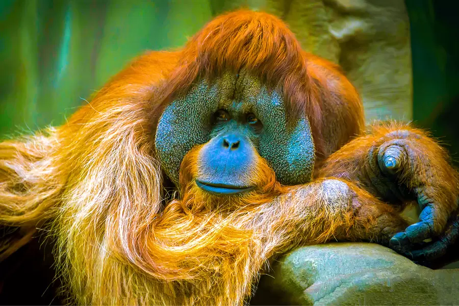Orangutani portree