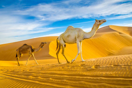 Oasis de Liwa