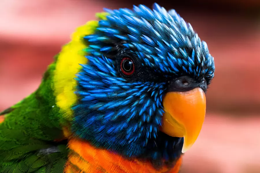 Loriinae