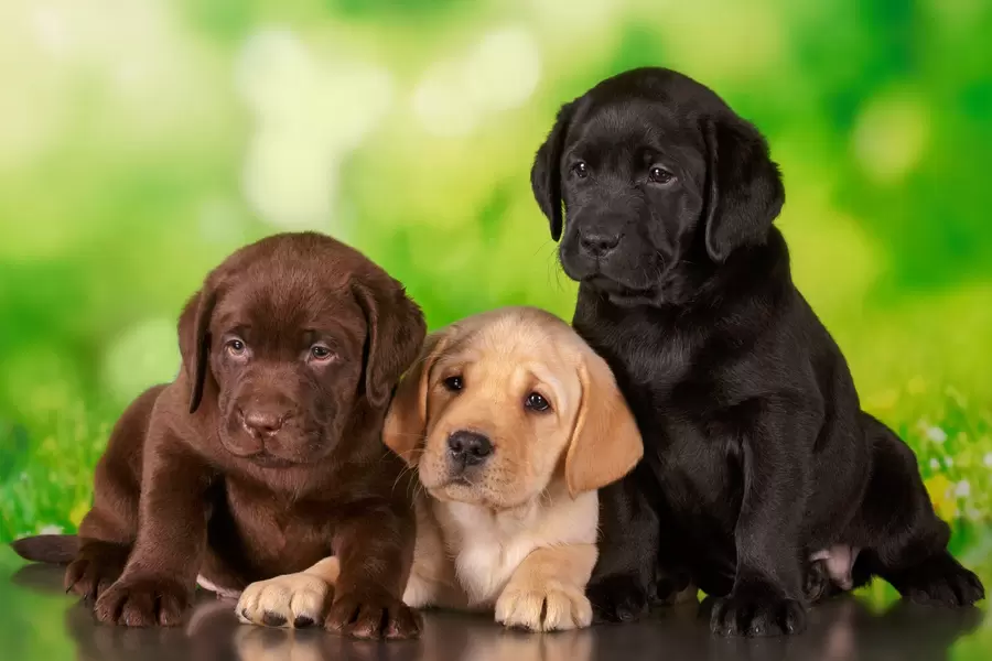 Labrador pups
