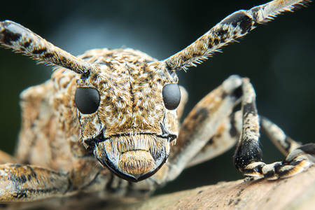 Μακρο φωτογραφία Cerambycidae