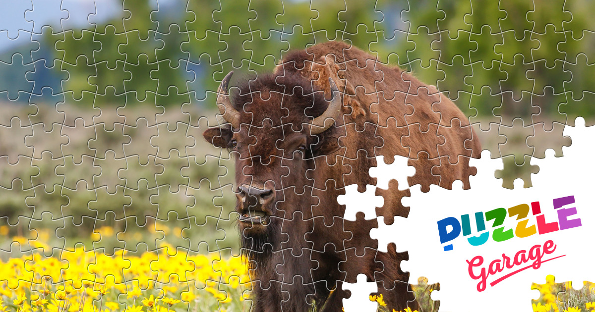 Bison on a flower field Jigsaw Puzzle (Animals, Mammals) | Puzzle Garage