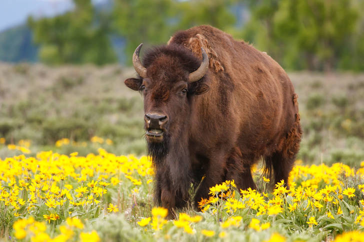 Bison on a flower field