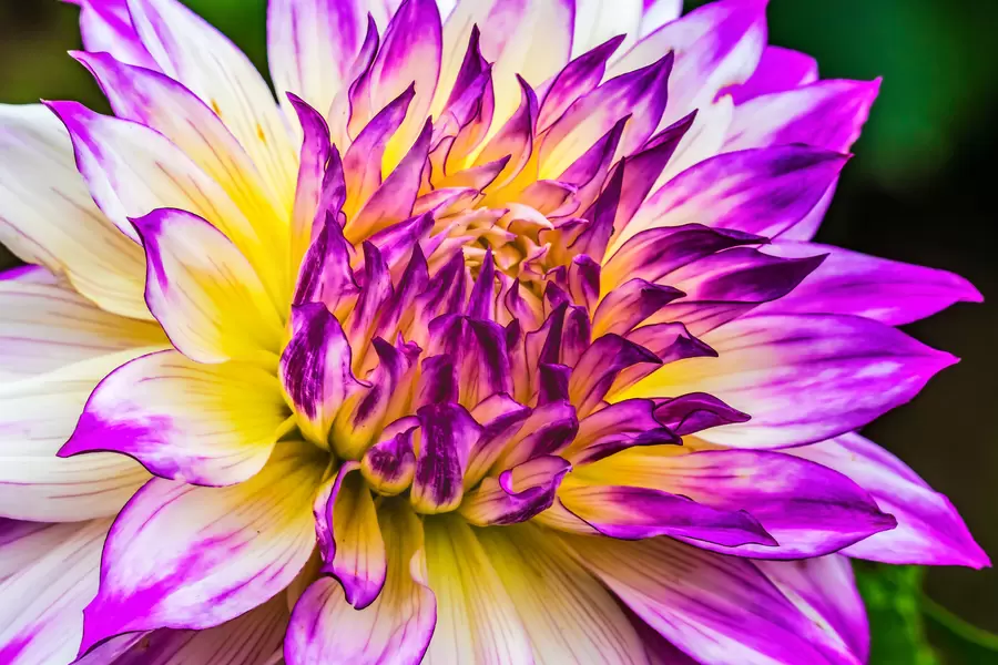 Dahlia