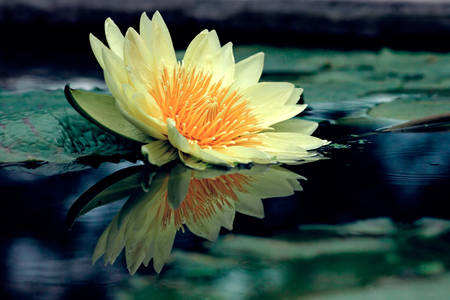 Lotus auf dem Teich