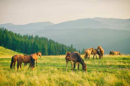 Wilde paarden in de Karpaten