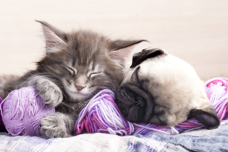Maine Coon kitten and pug puppy