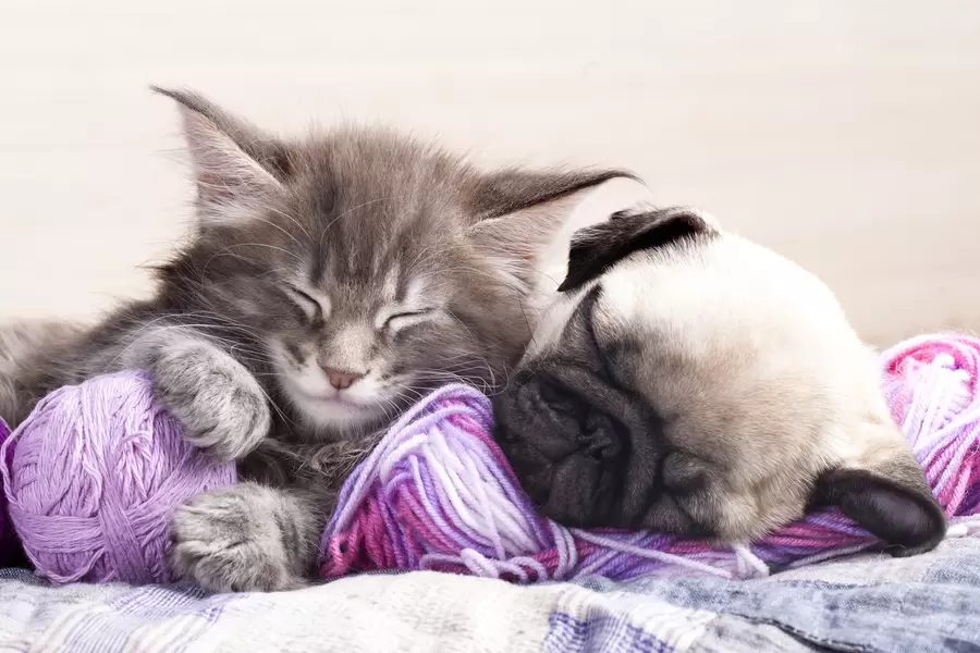 Коте на Мейн Кун и кученце мопс