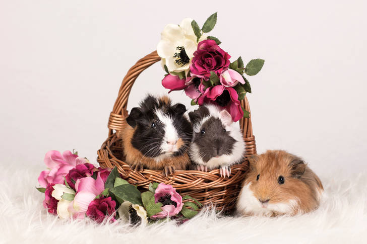 Guinea pigs in a basket with flowers