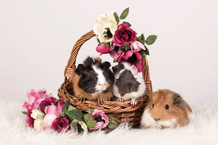 Guinea pigs in a basket with flowers