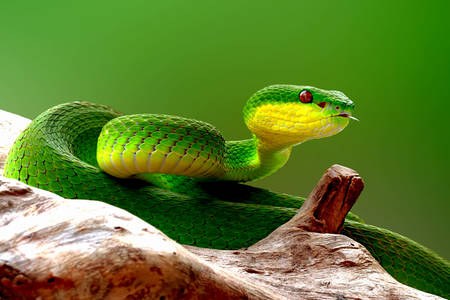 Zelená zmija
