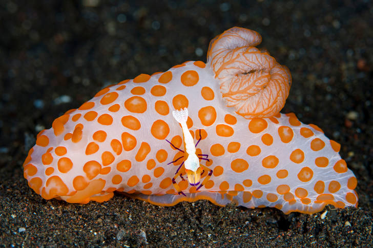 Sea clam