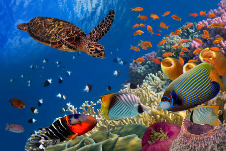 Det marina livet i korallrevet