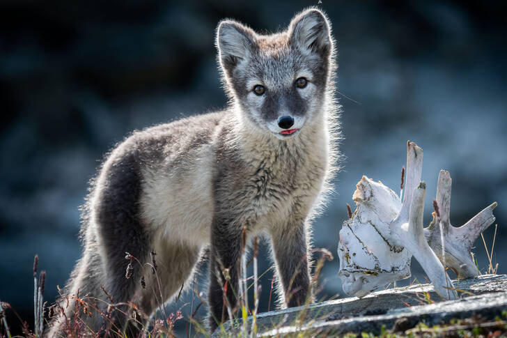 Arctic fox in summer color