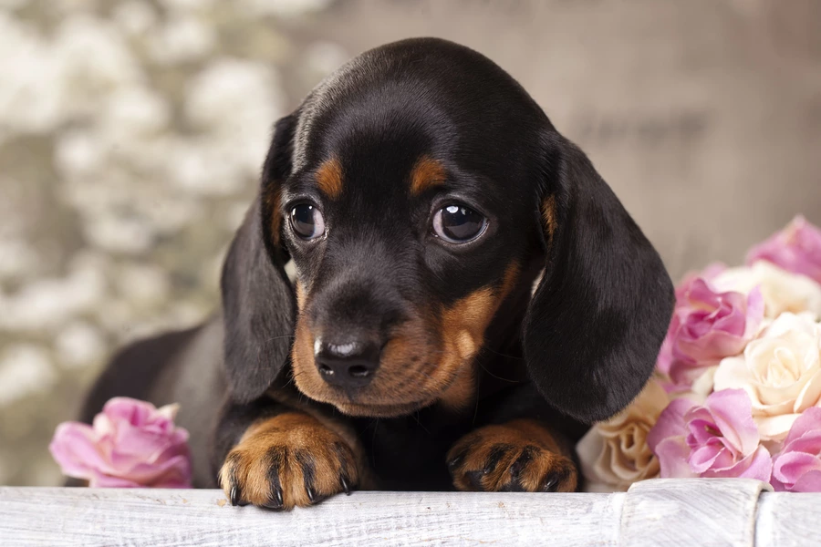 Cachorro de perro salchicha