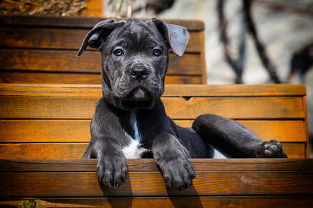 Cane Corso puppy on the steps