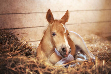 Foal in the hay