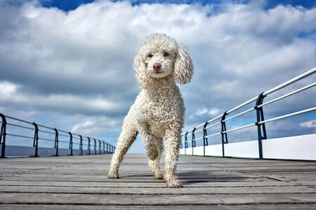 Toy poodle on the pier